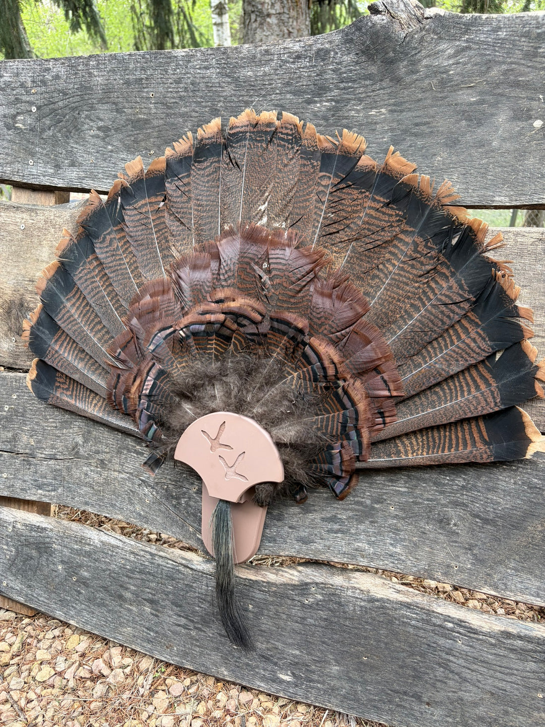 Turkey Fan Display - Turkey Tracks