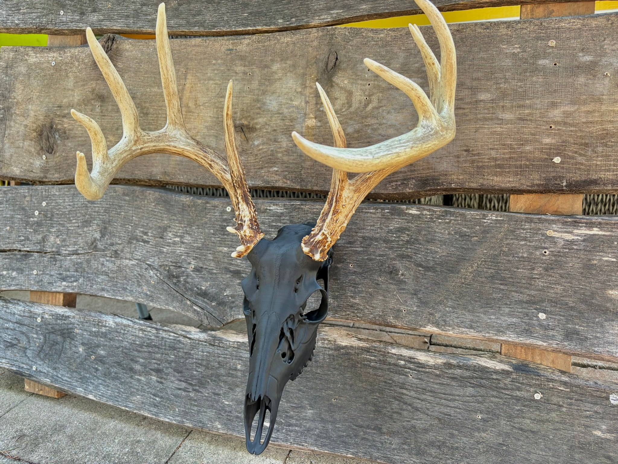 3D Printed European Deer Skull - Whitetail