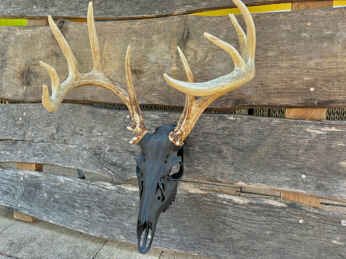 3D Printed European Deer Skull - Whitetail