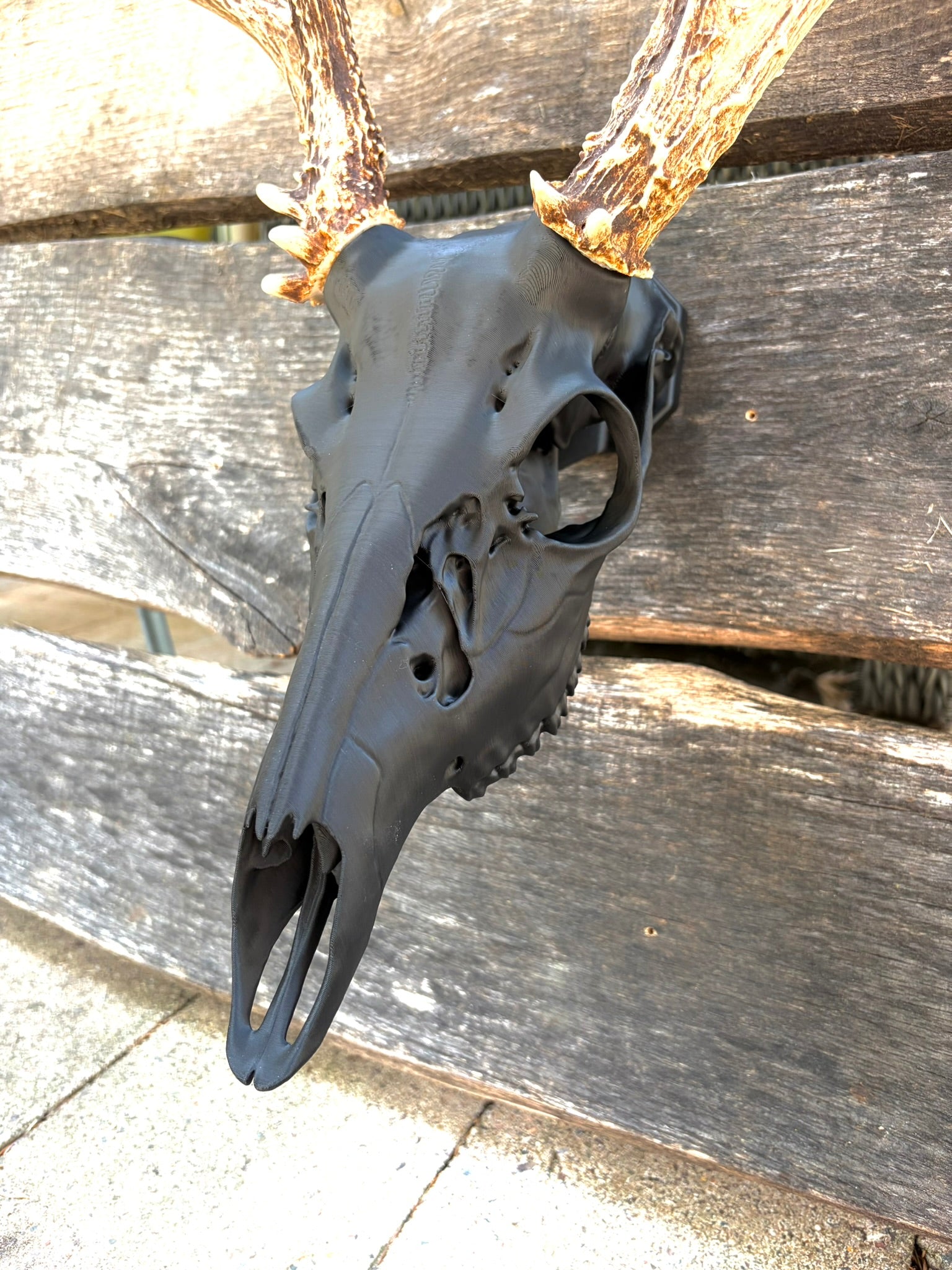 3D Printed European Deer Skull - Whitetail
