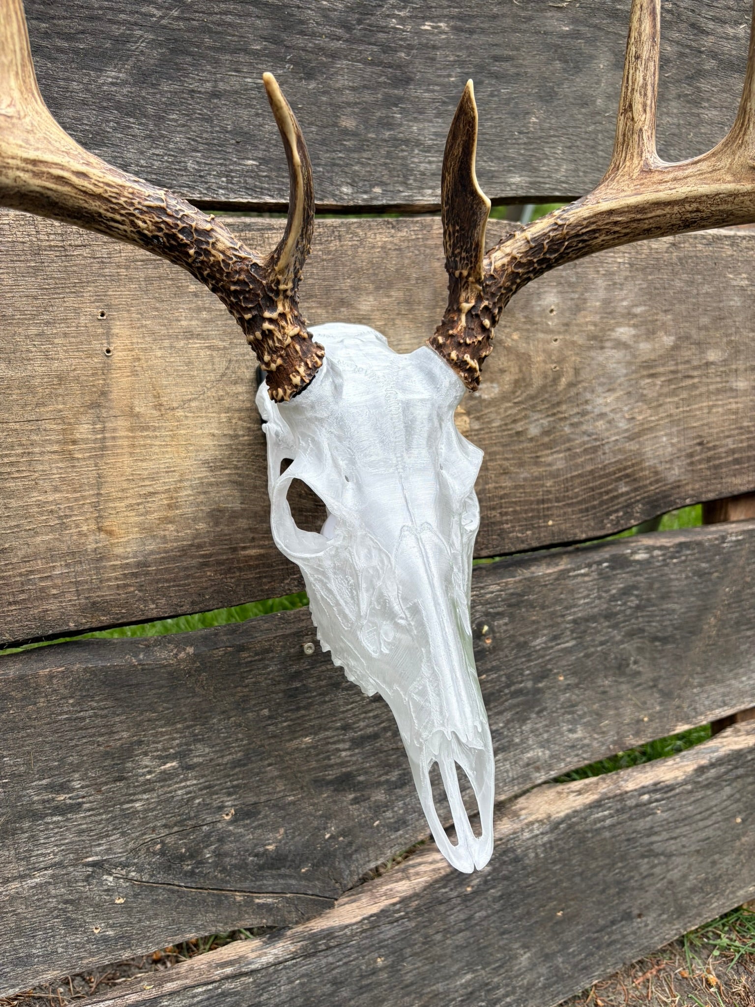 3D Printed European Deer Skull - Translucent