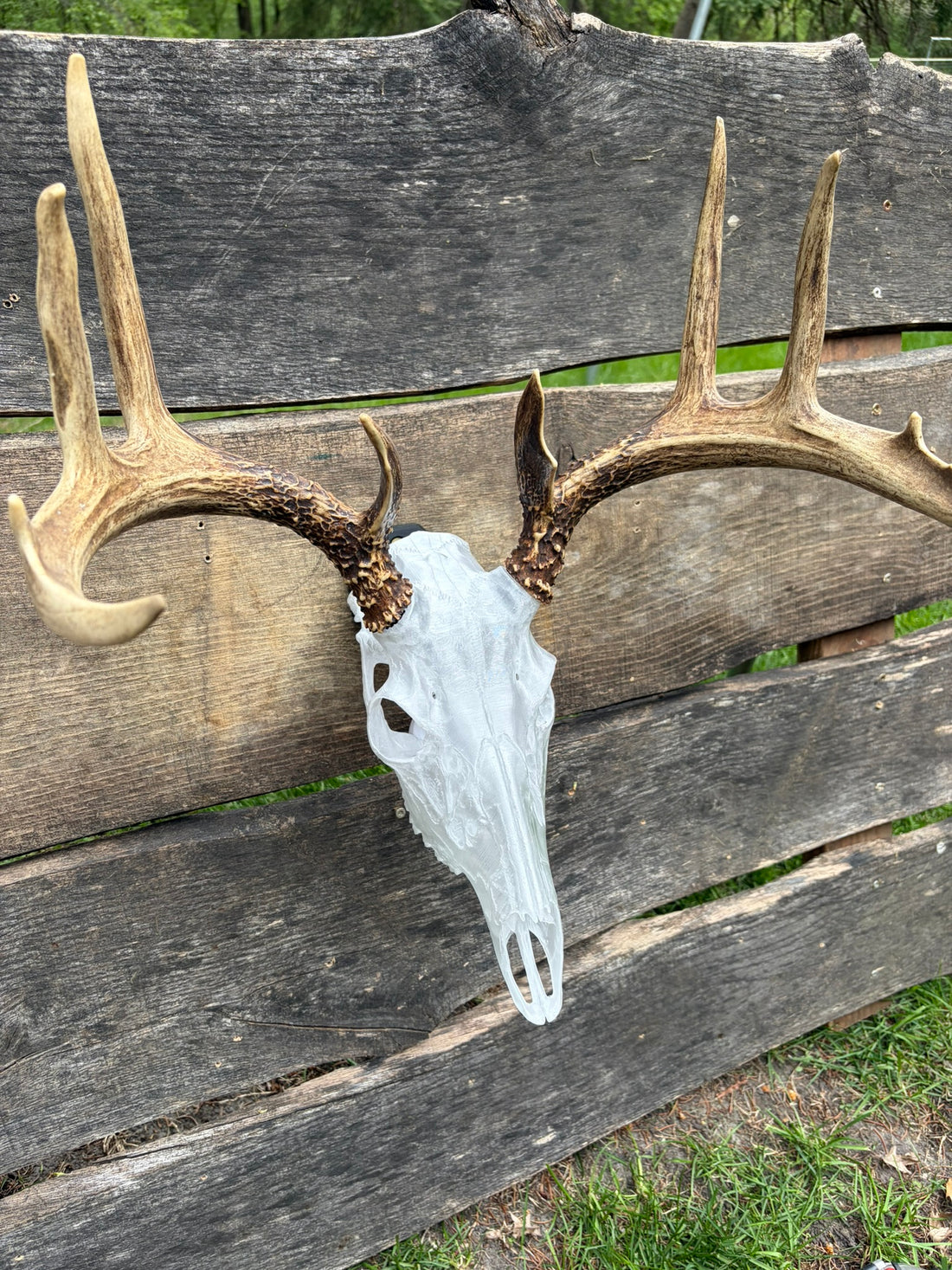 3D Printed European Deer Skull - Translucent