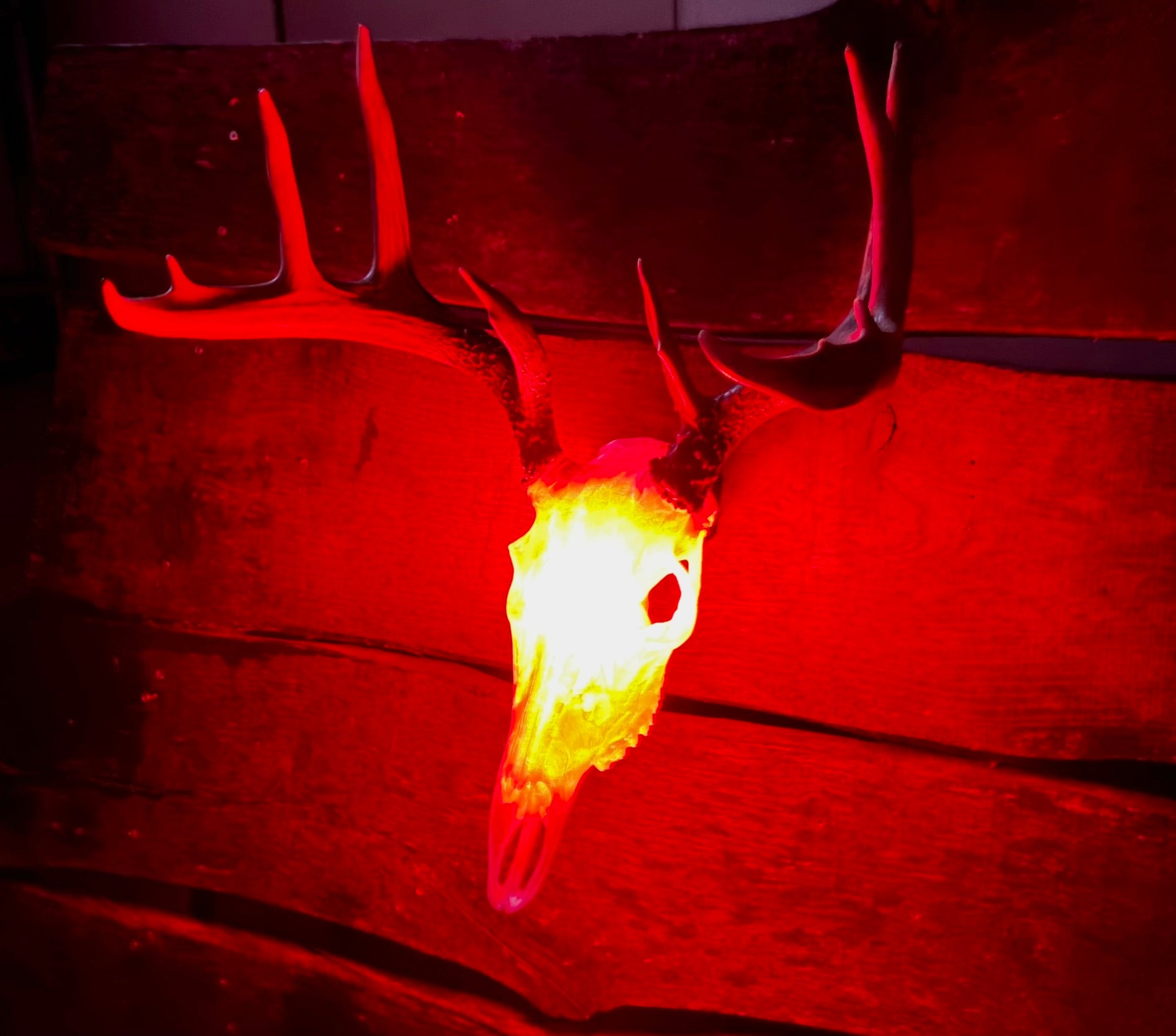 3D Printed European Deer Skull - Translucent