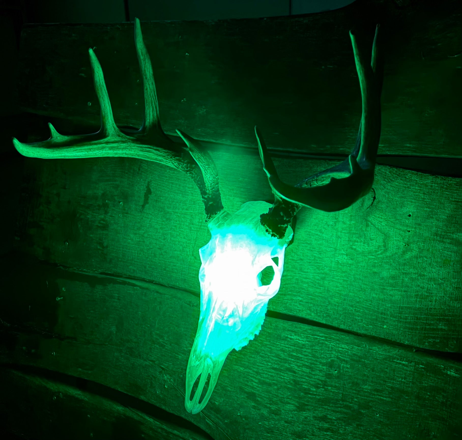 3D Printed European Deer Skull - Translucent