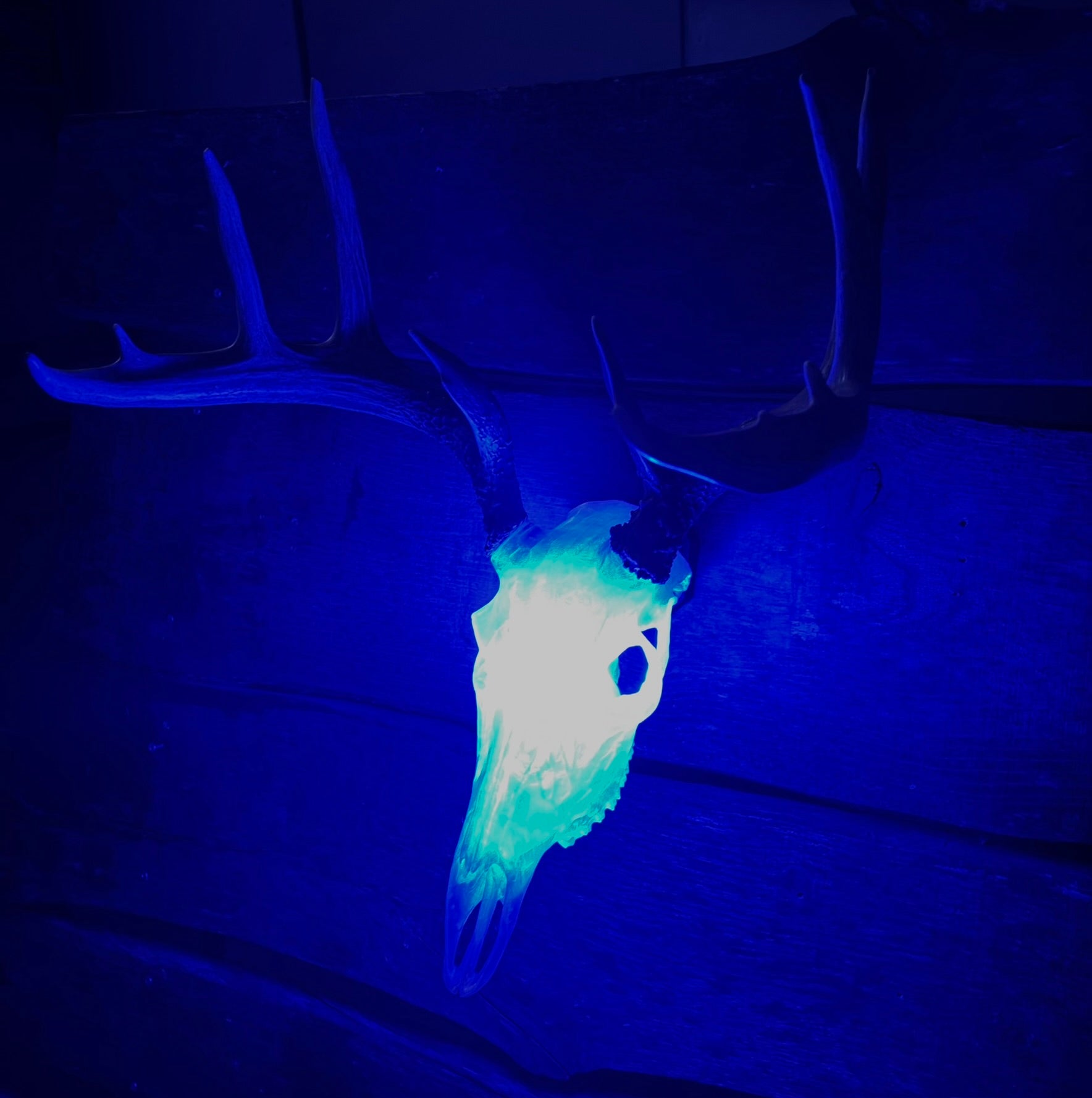 3D Printed European Deer Skull - Translucent
