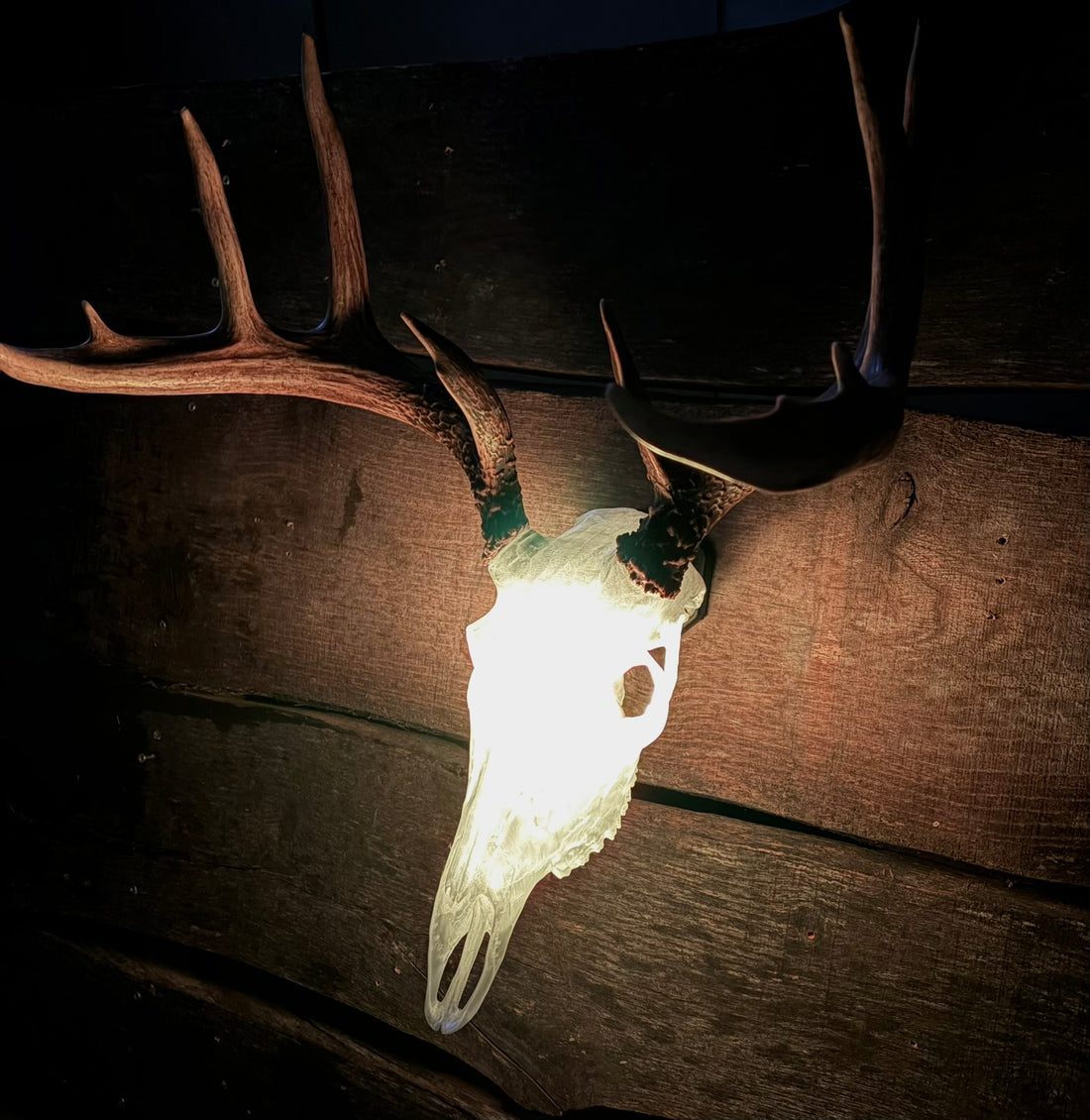 3D Printed European Deer Skull - Translucent
