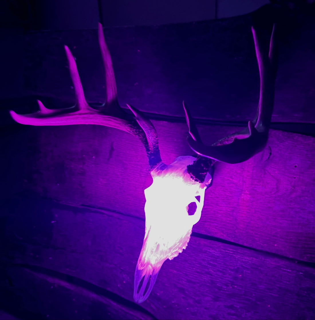 3D Printed European Deer Skull - Translucent