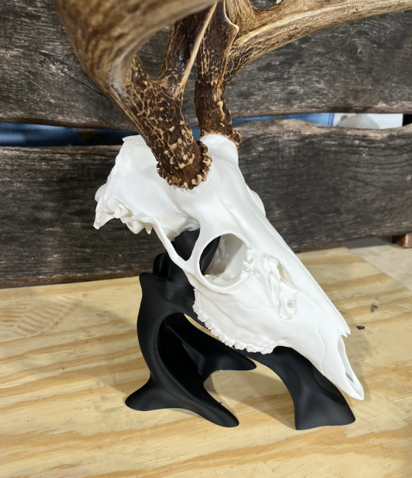 Desk Mount for 3D Printed European Skull