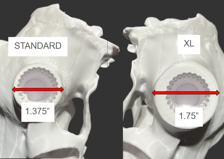 3D Printed European Deer Skull - Whitetail