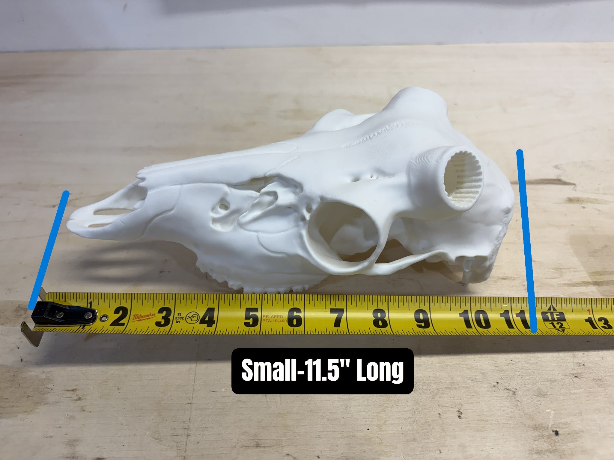 3D Printed European Deer Skull - Whitetail