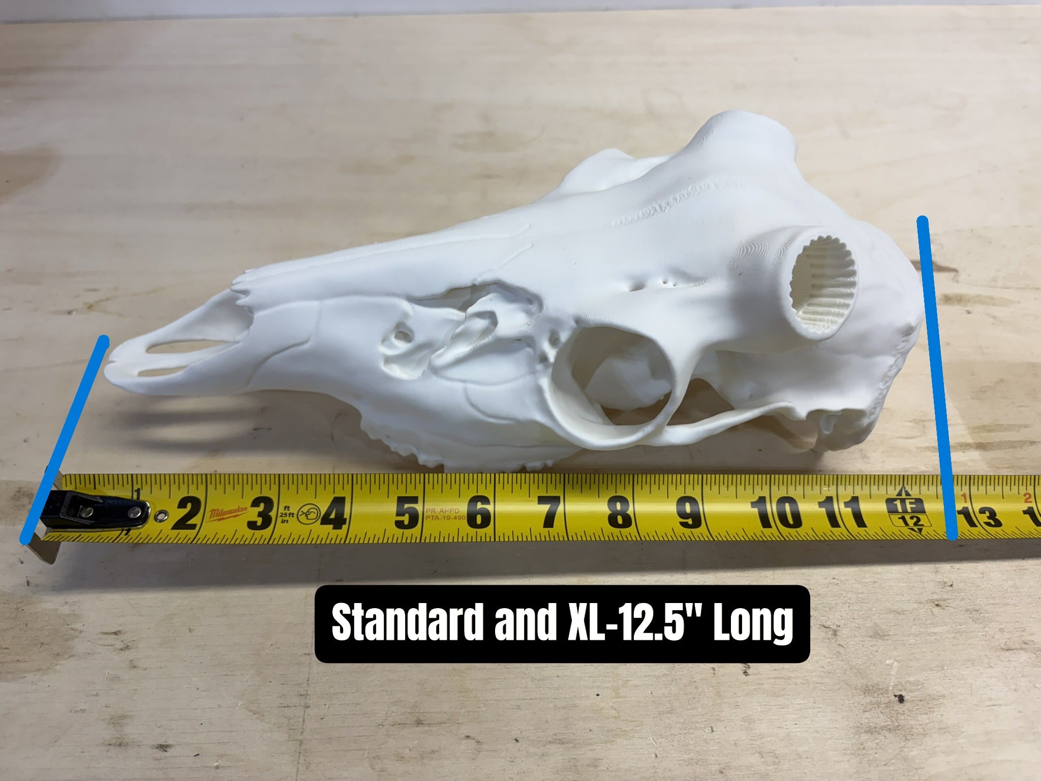 3D Printed European Deer Skull - Whitetail