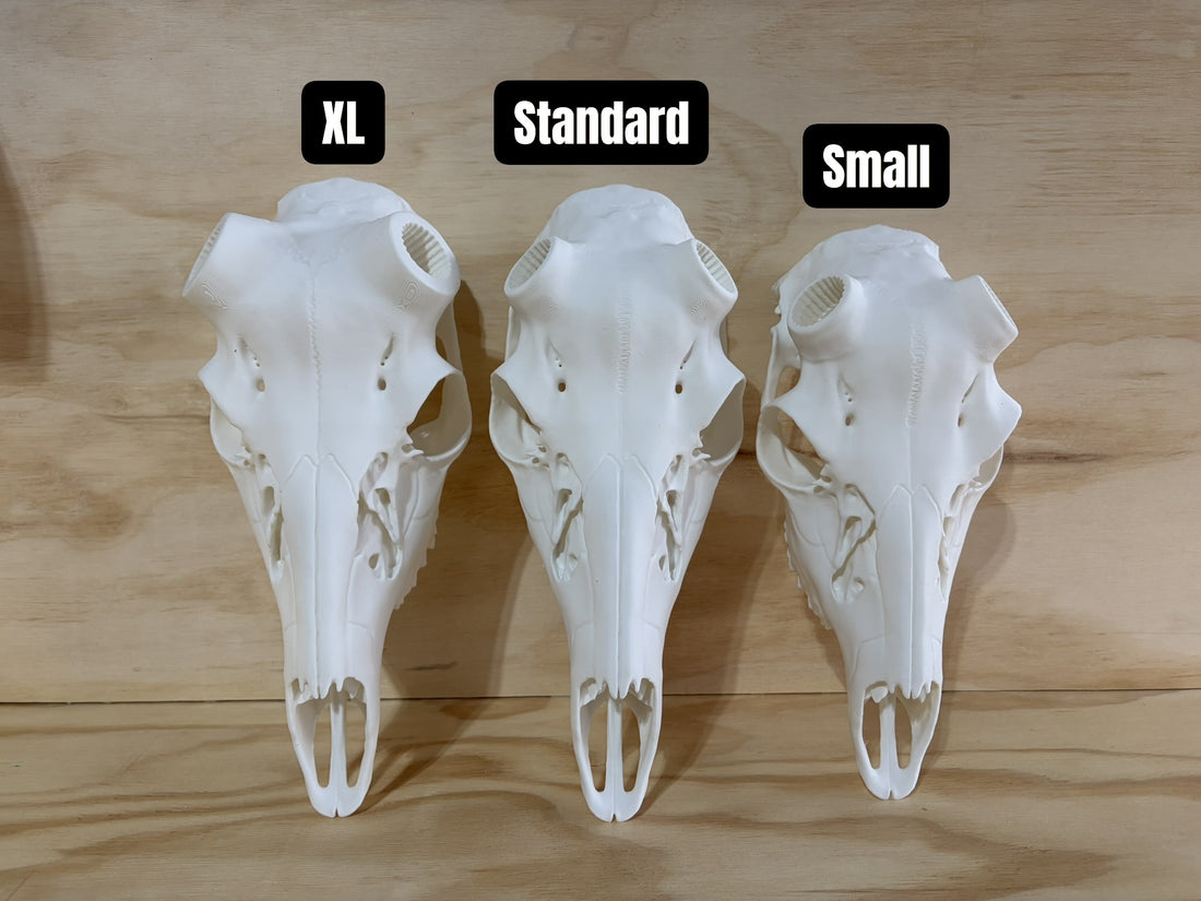 3D Printed European Deer Skull - Whitetail