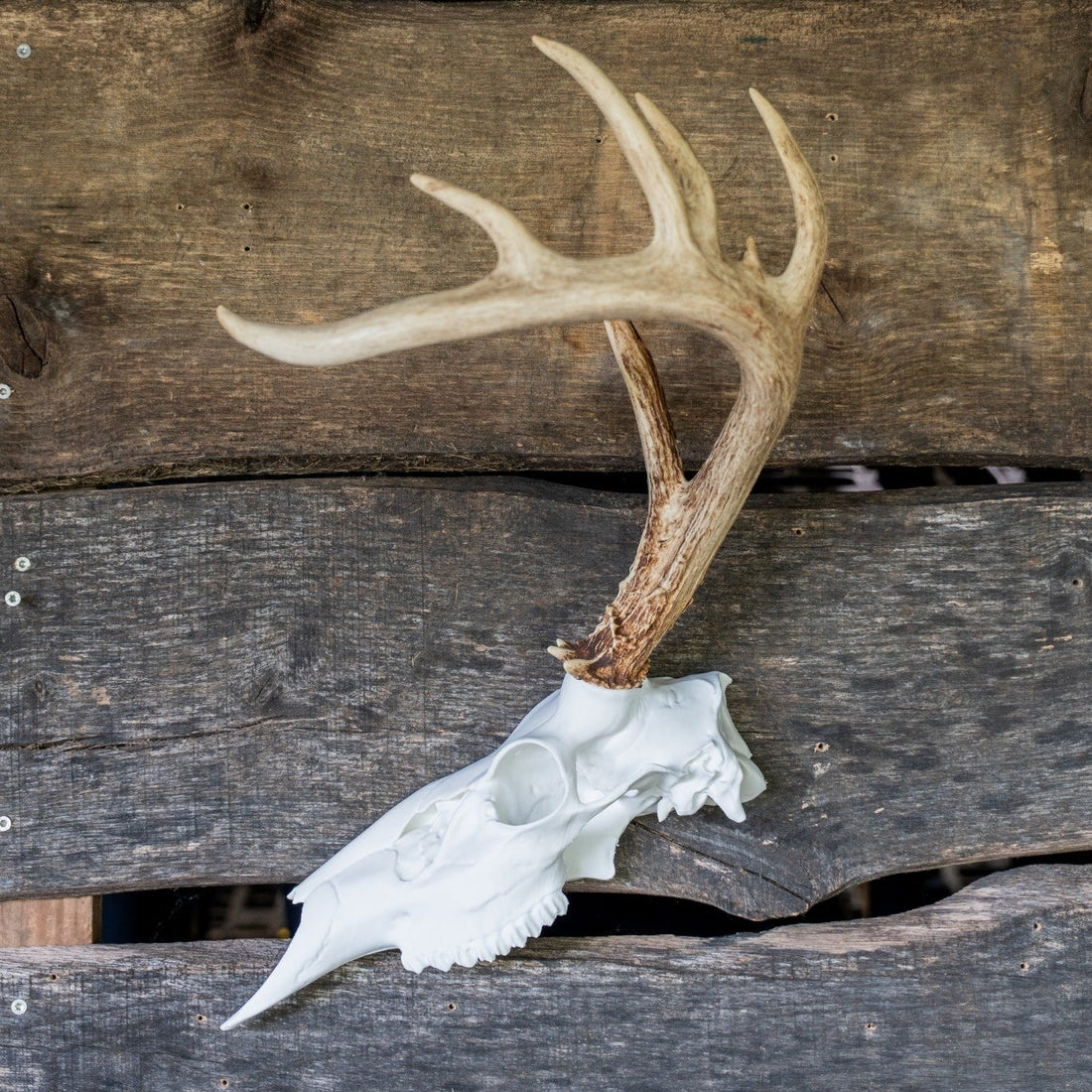 3D Printed Half European Deer Skull for Shed Mounts
