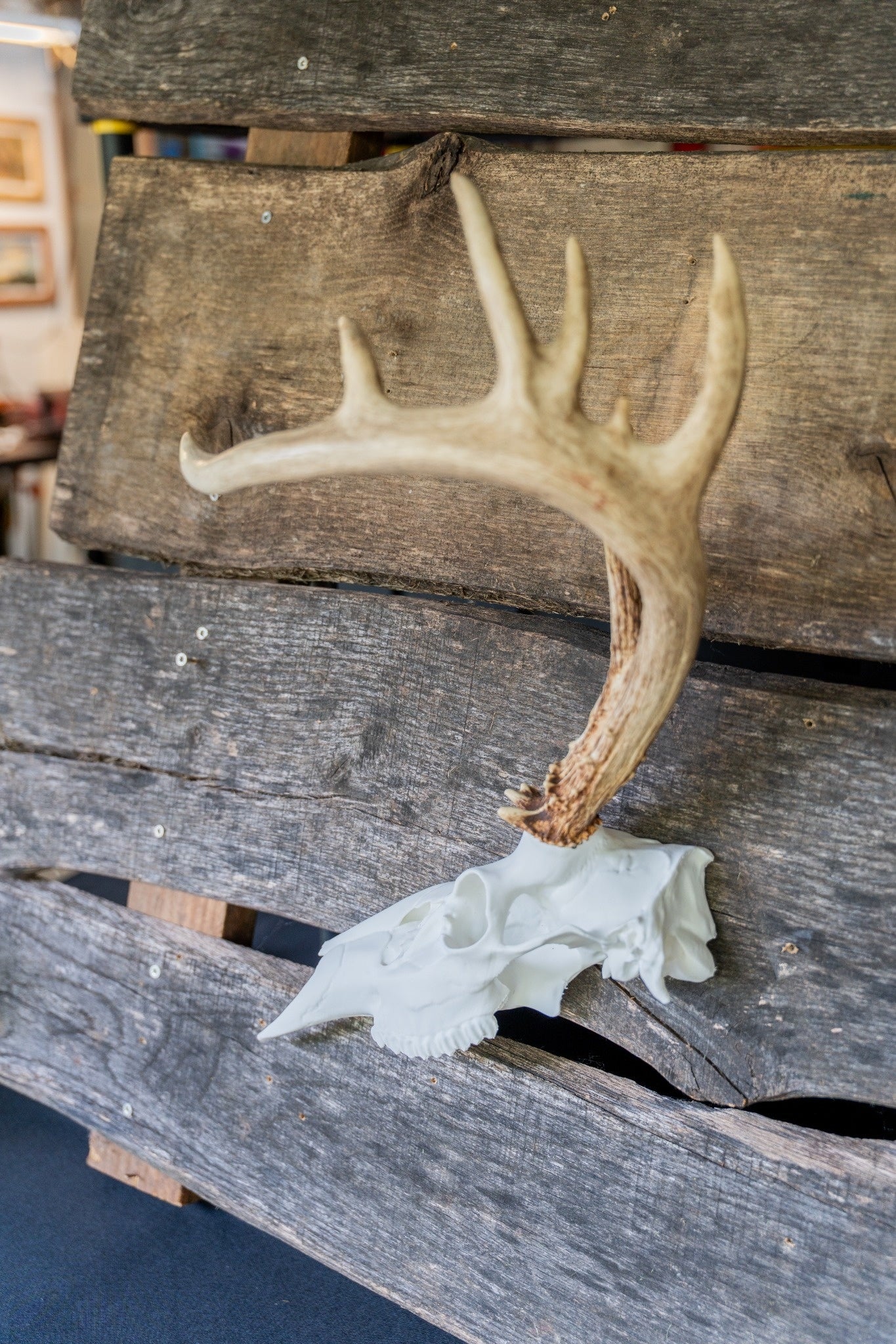 3D Printed Half European Deer Skull for Shed Mounts