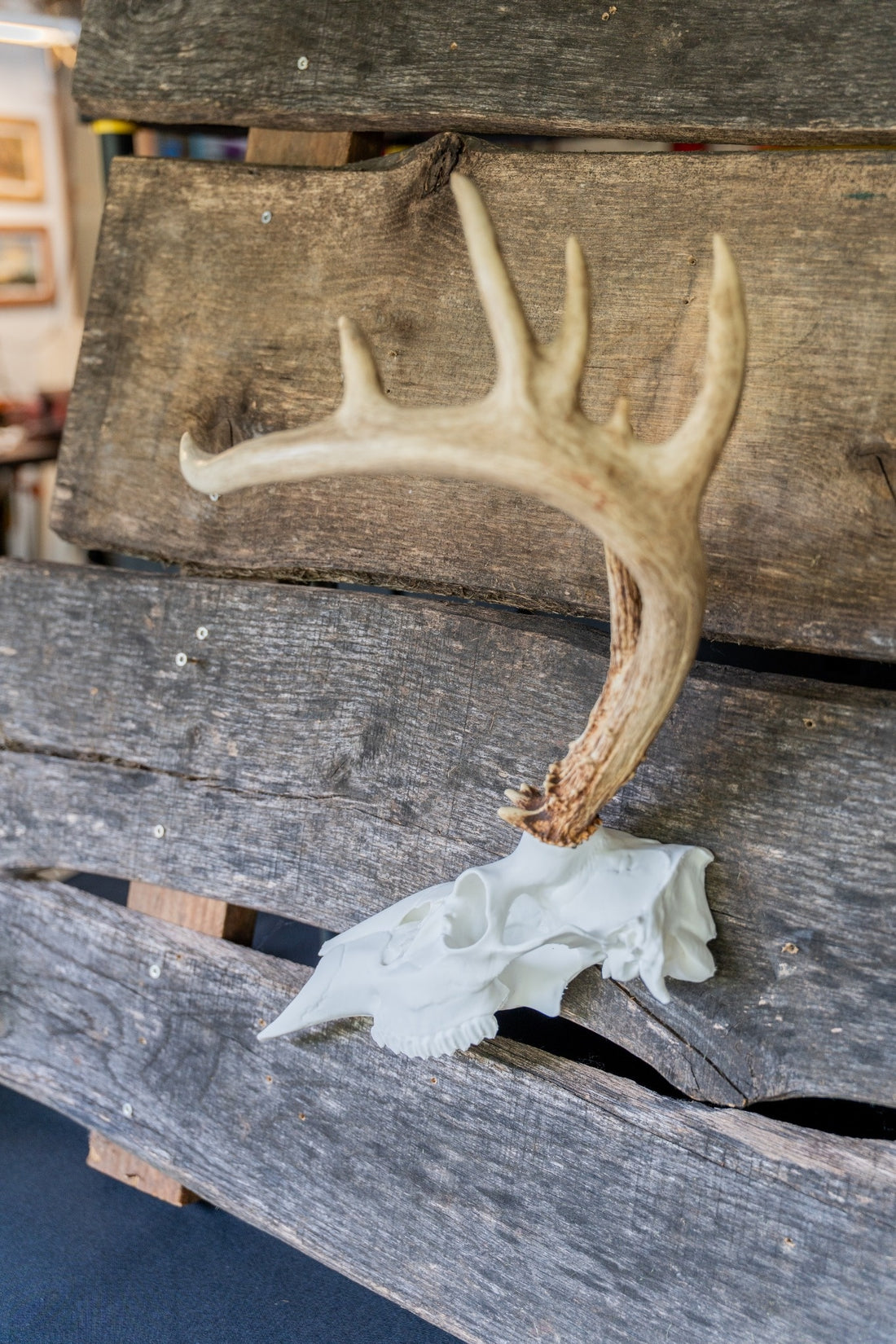 3D Printed Half European Deer Skull for Shed Mounts