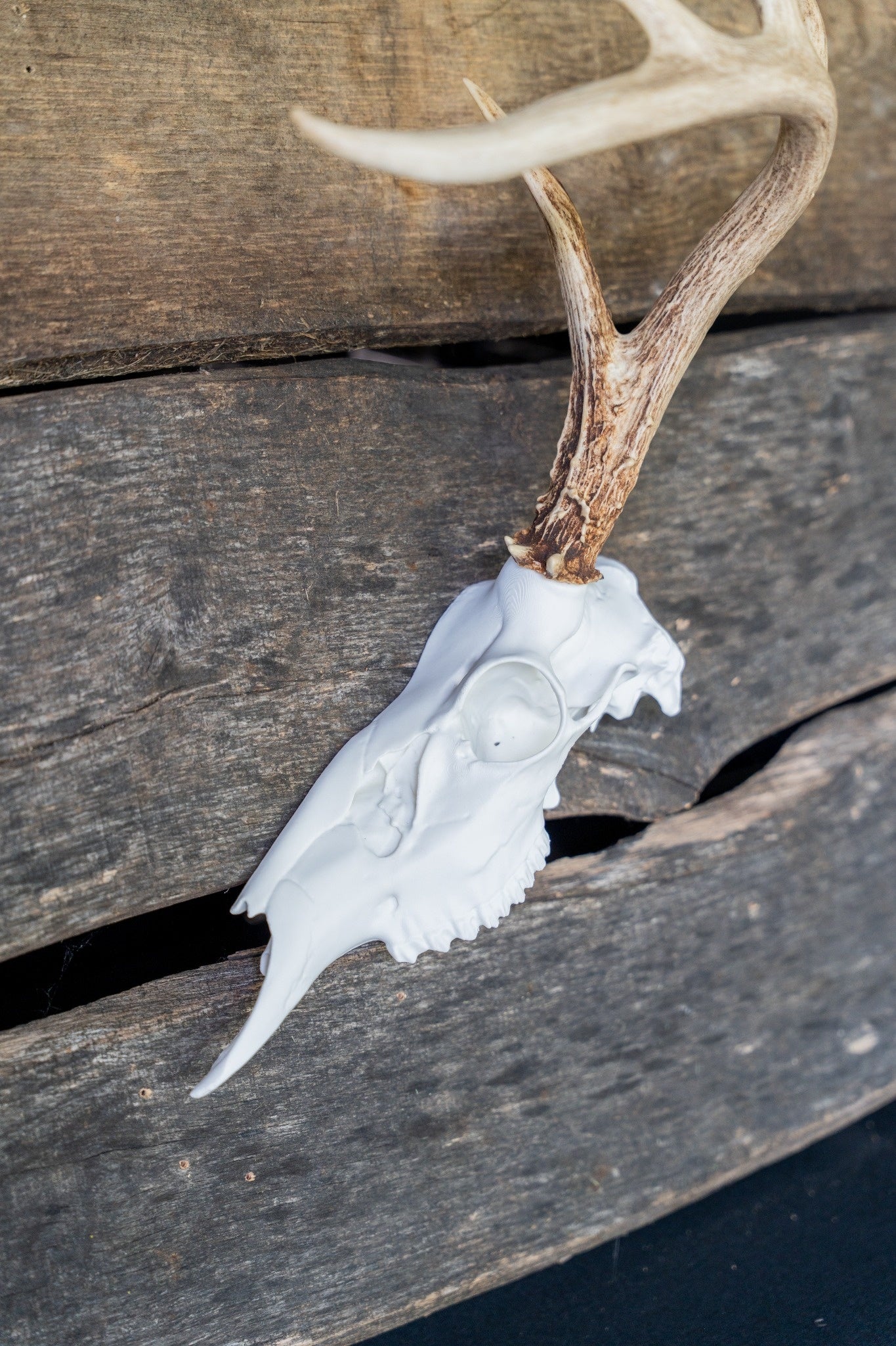 3D Printed Half European Deer Skull for Shed Mounts
