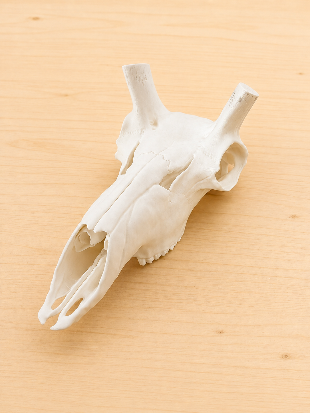 3D Printed European Skull - Pronghorn Antelope