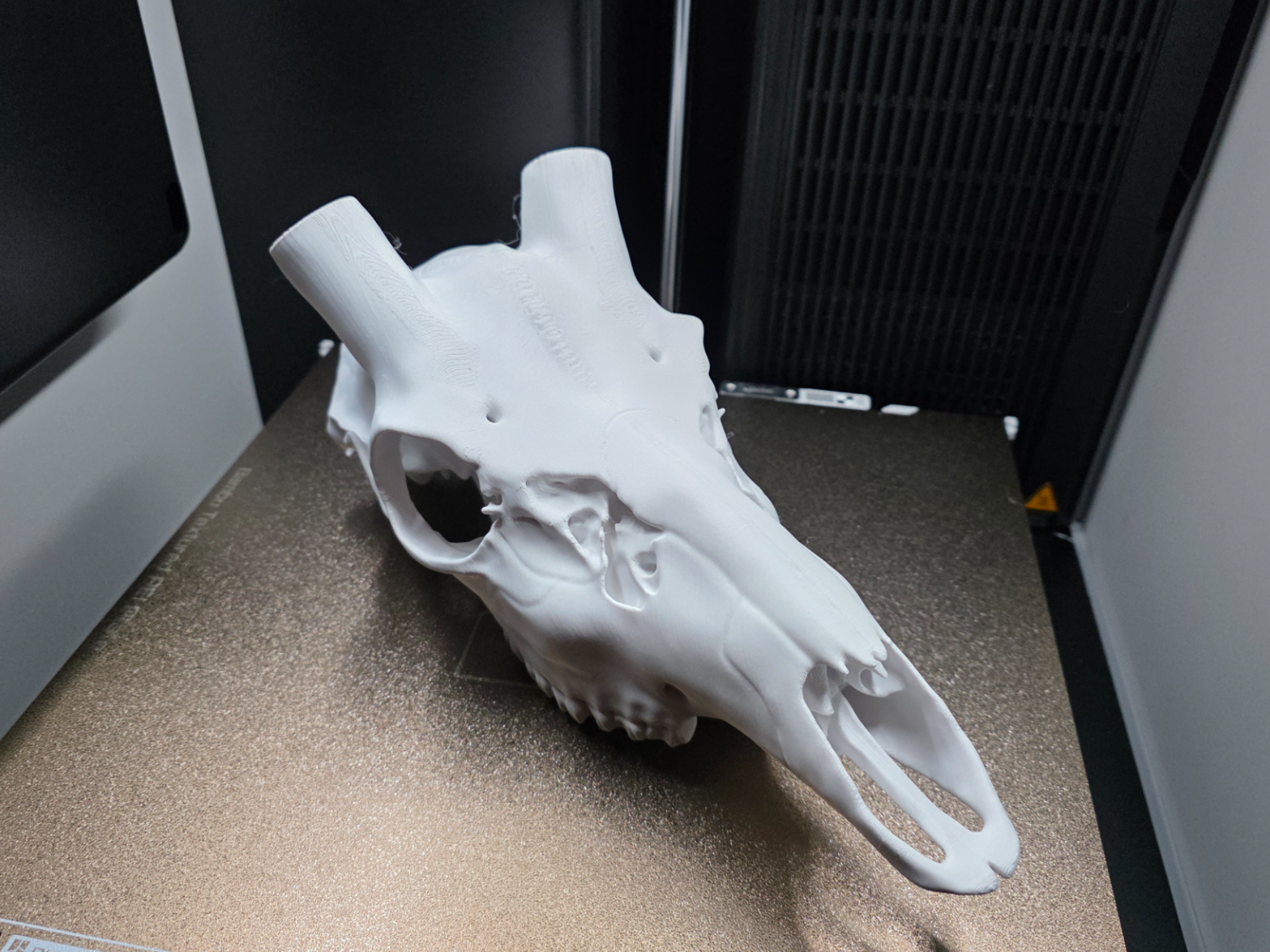3D Printed European Deer Skull - Axis Deer