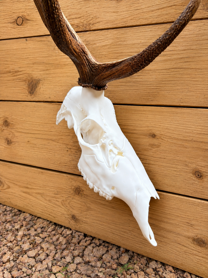 3D Printed Half European Elk Skull for Shed Mounts