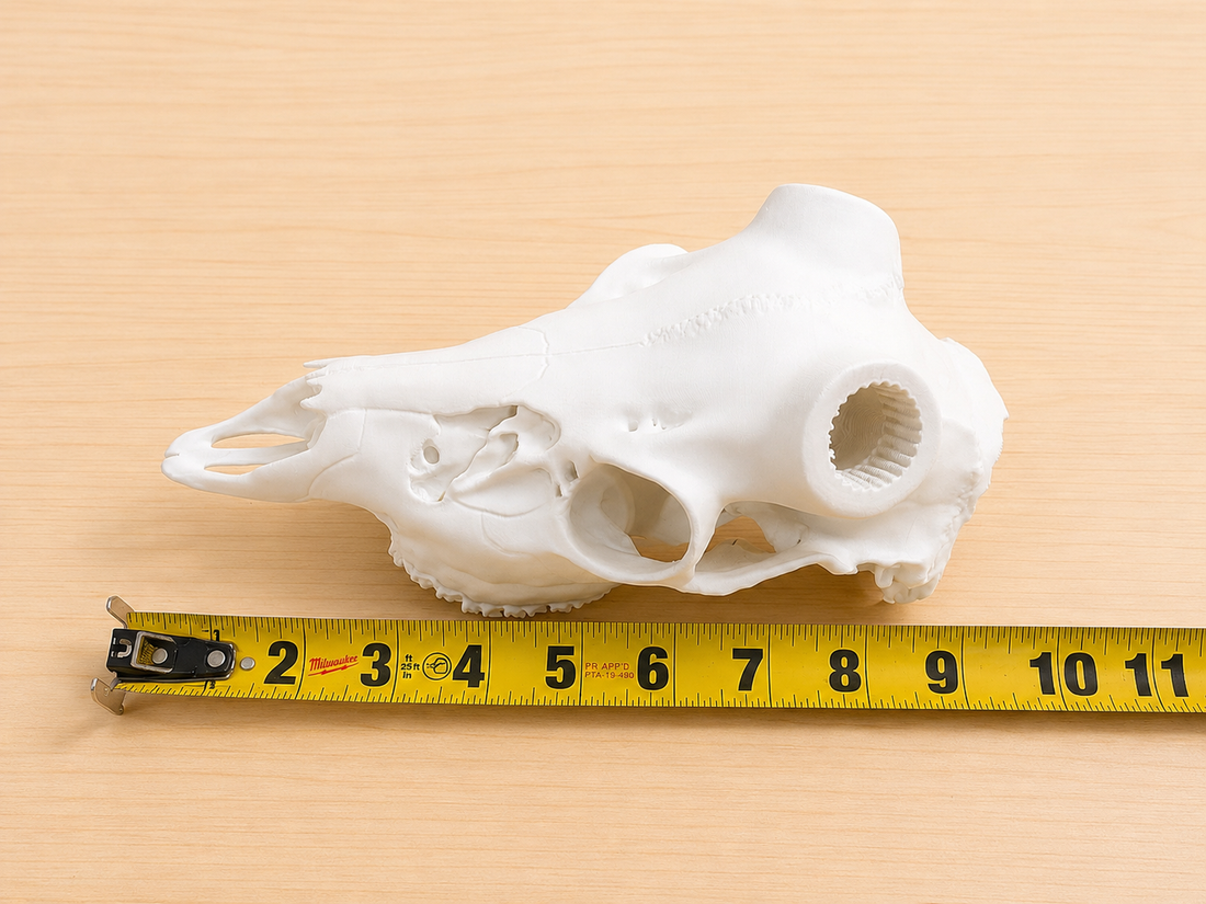 3D Printed European Deer Skull - Cous Deer
