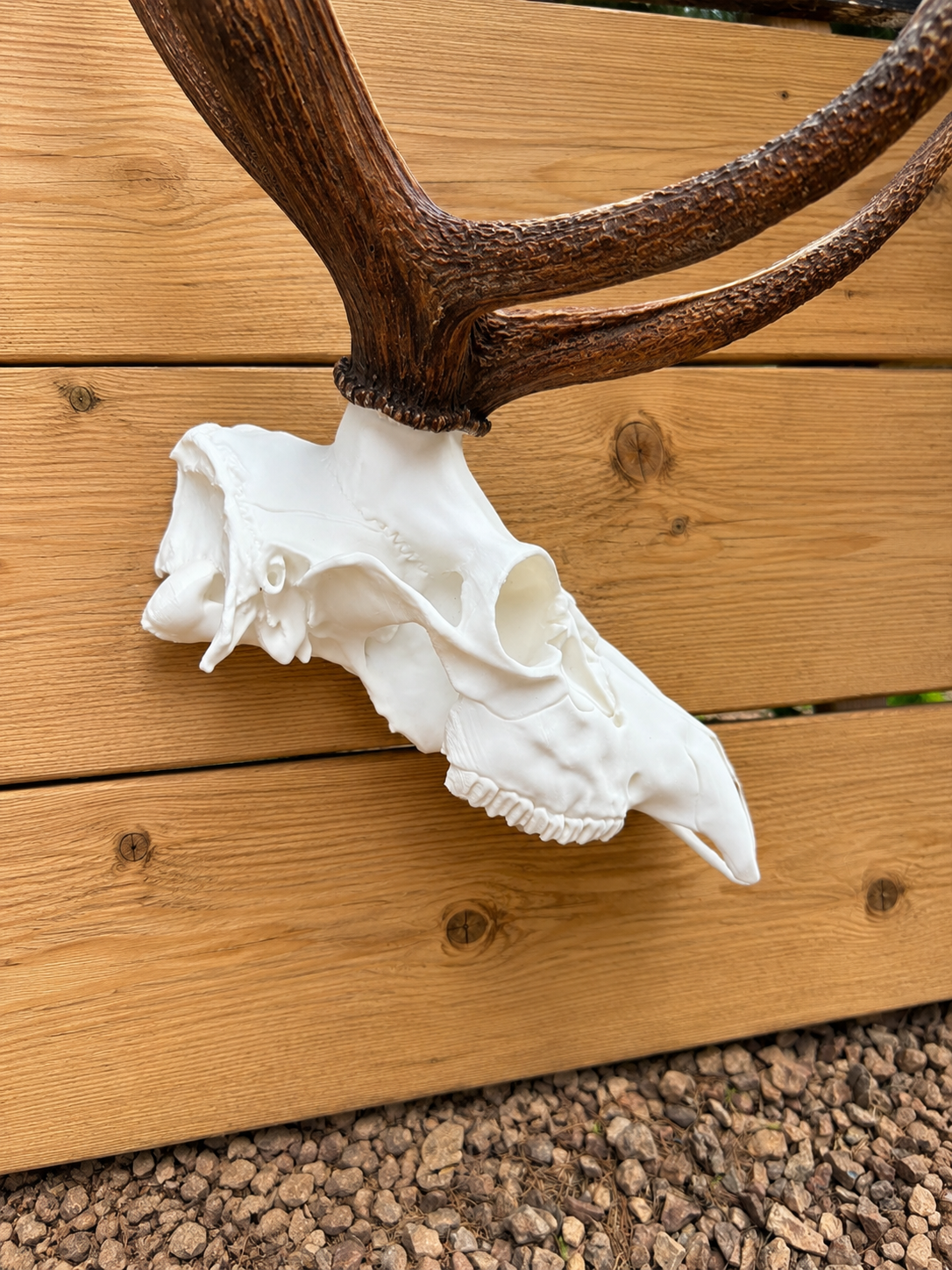 3D Printed Half European Elk Skull for Shed Mounts