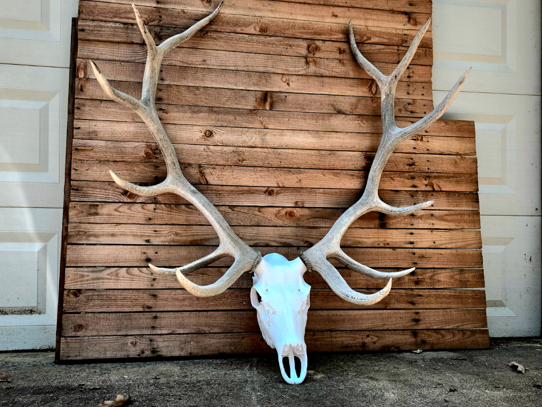 3D Printed European Elk Skull