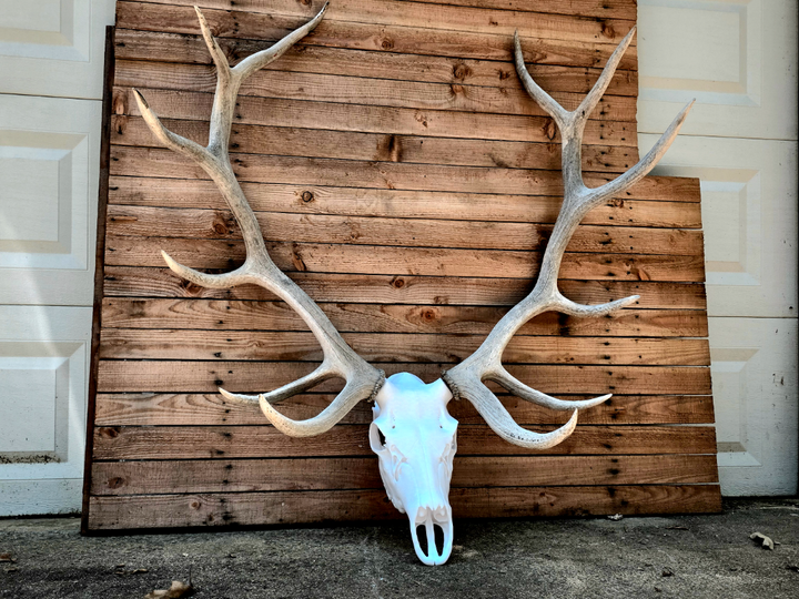 3D Printed European Elk Skull