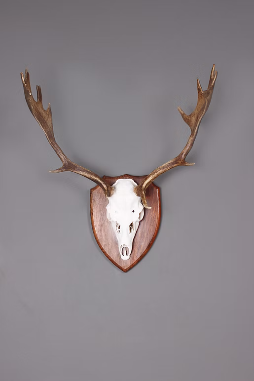 3D Printed European Deer Skull - Fallow Deer