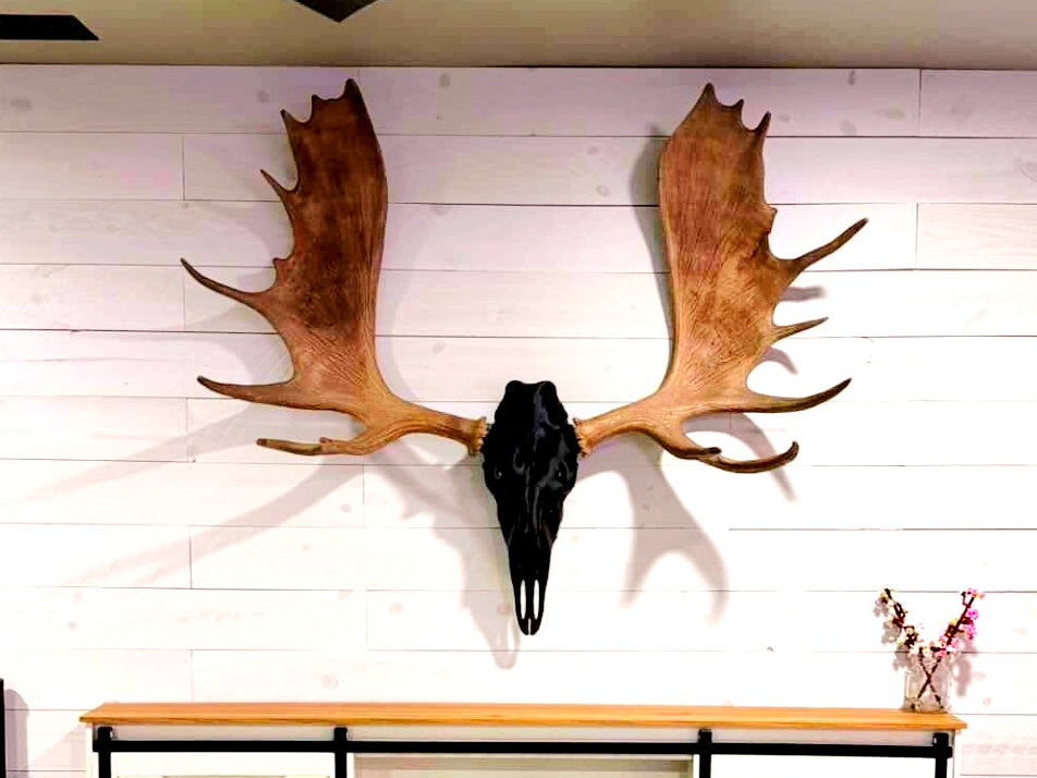 3D Printed European Moose Skull
