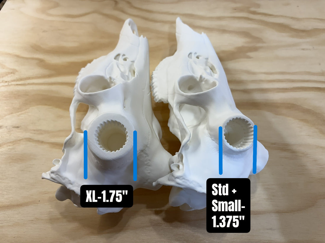 3D Printed European Deer Skull - Whitetail