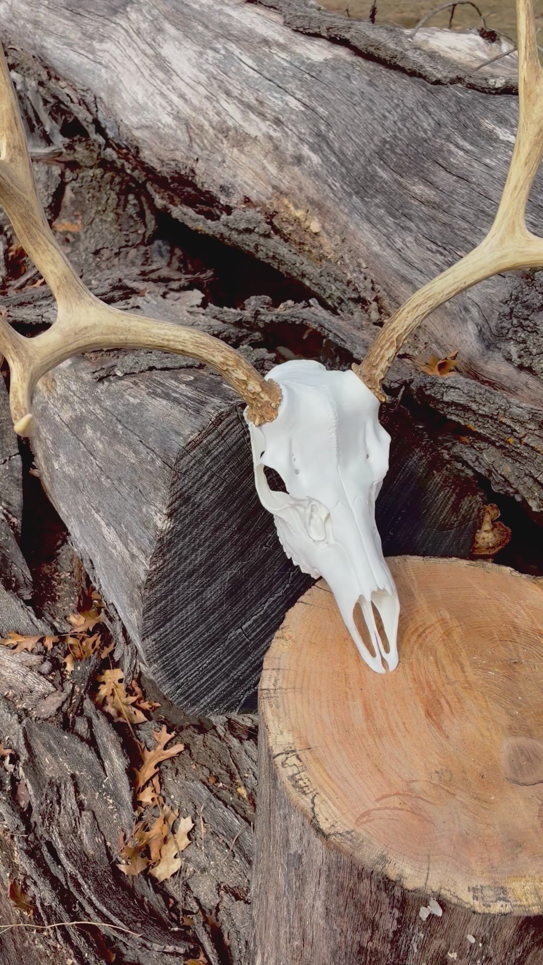 3D Printed European Deer Skull -Mule Deer