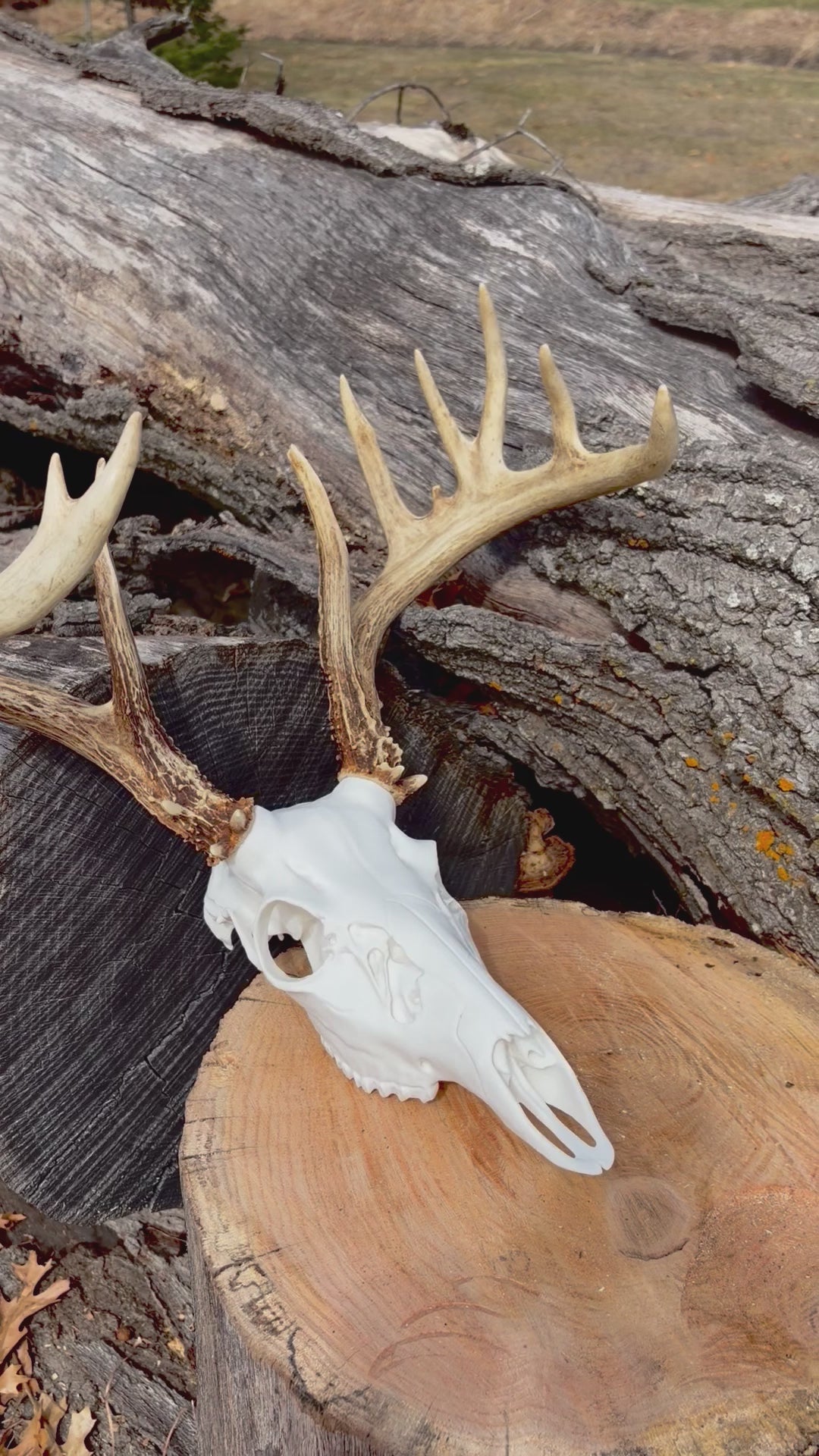 3D Printed European Deer Skull - Whitetail