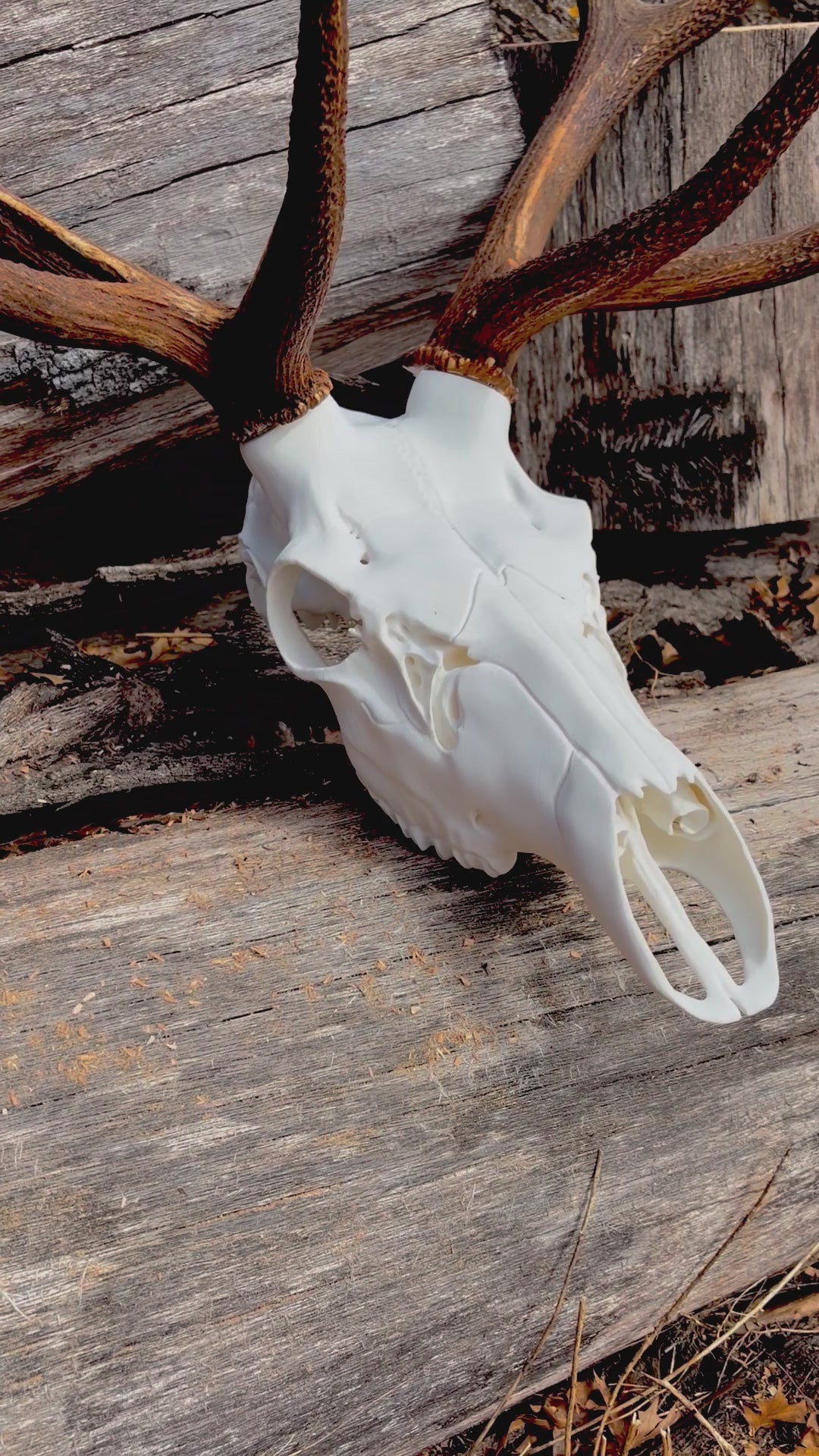 3D Printed European Elk Skull