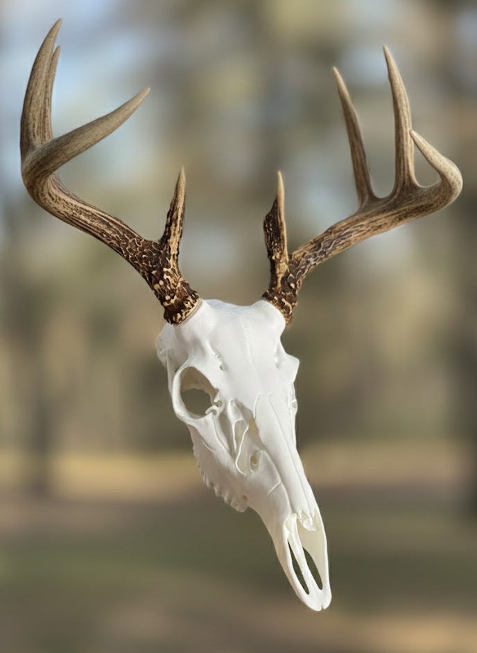 3D Printed European Deer Skull - Whitetail